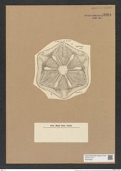 Actinoptychus praetor A. Schm. (de-Toni-Nr.: Genus 227, Species 5614) Zeichnungen Sammlung Grunow Nr. 9504 (NHMW-BOT-W0379488)